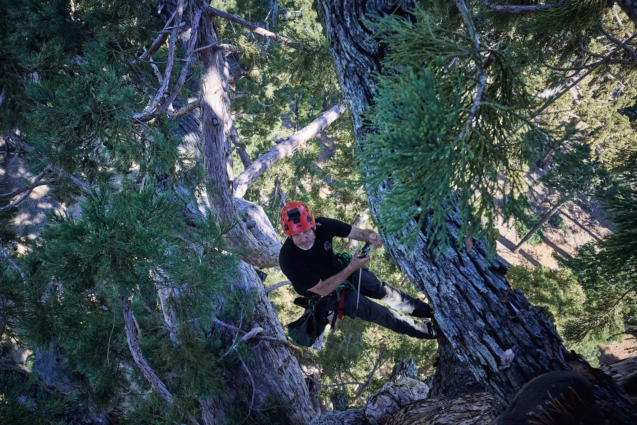General Sherman Climb | Support Tree Conservation Today — Ancient